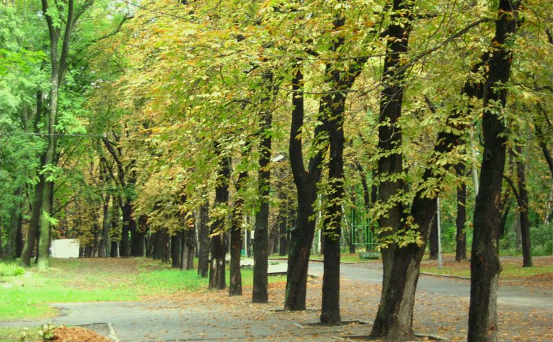 Різноманітні дерева у парку імені Івана Багряного