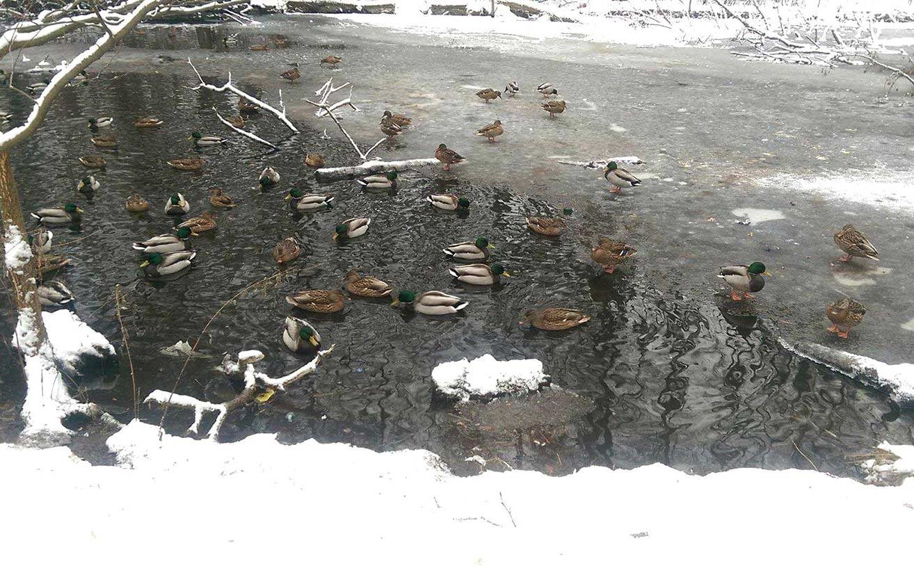 Зимове озеро з качечками в парку Пуща-Водиця