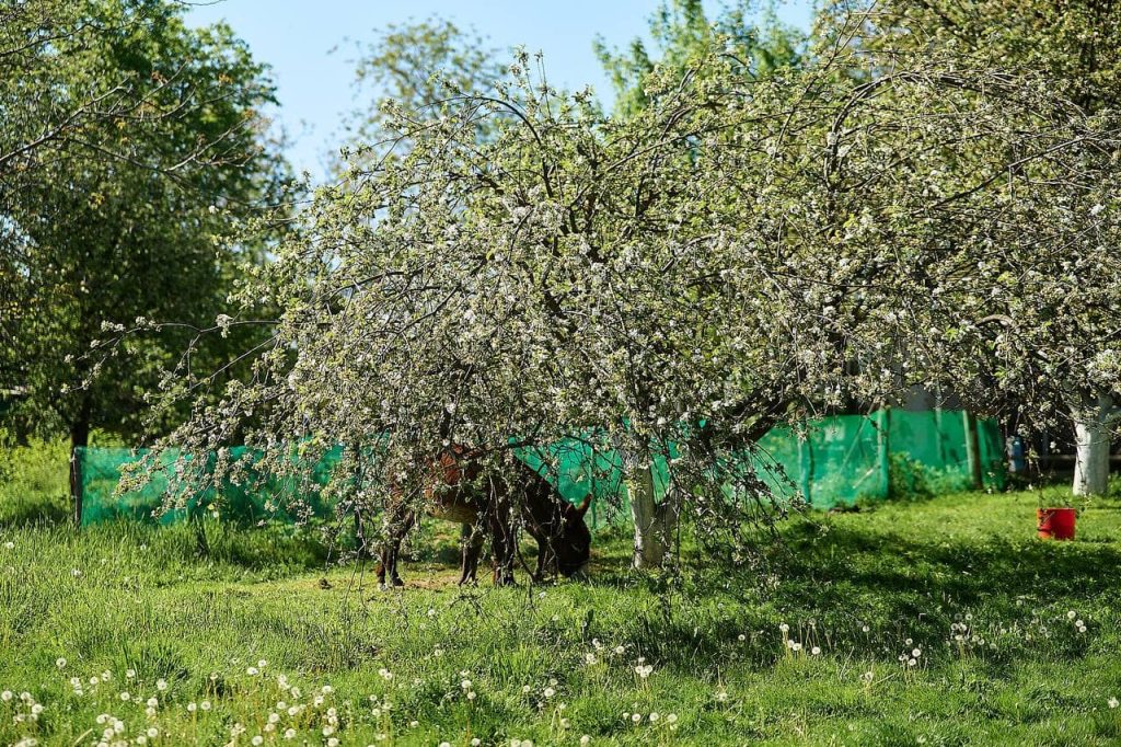 Віслюча Ферма Osloff - дегустації та унікальні продукти